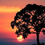 Siluet pohon di latar belakang matahari terbenam dengan langit oranye dan ungu, menggambarkan harapan dan pencegahan kanker paru-paru.