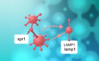 Gambaran ilmiah tentang pengaturan pertumbuhan tumor ovarium dengan penekanan XPR1 dan autophagy.