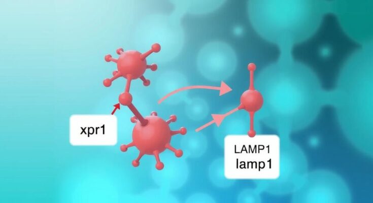 Gambaran ilmiah tentang pengaturan pertumbuhan tumor ovarium dengan penekanan XPR1 dan autophagy.